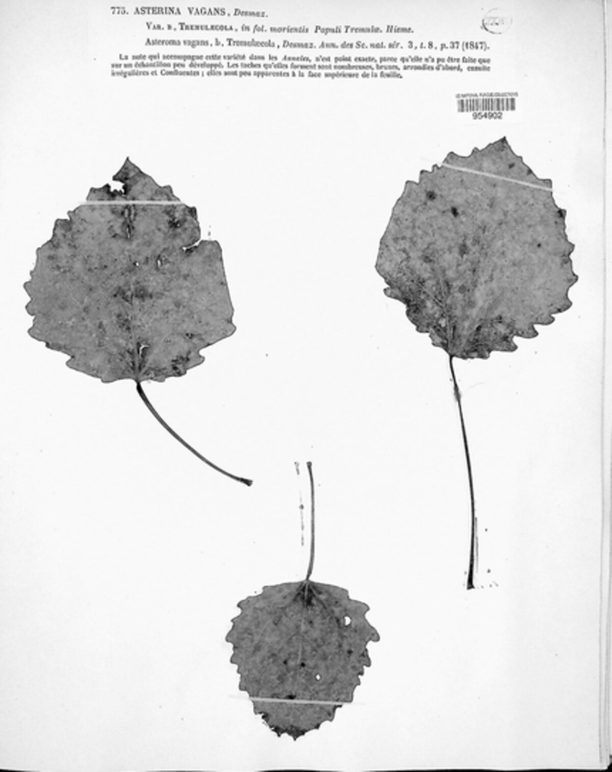 Asterina vagans image